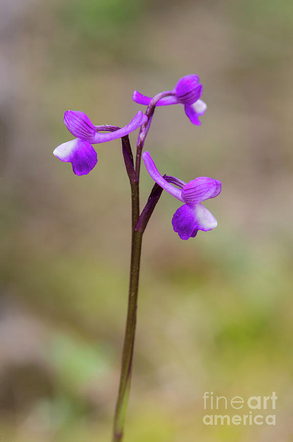 Champagnes orchid , Orchis champagneuxii, Spain #2 Photograph by Perry Van Munster