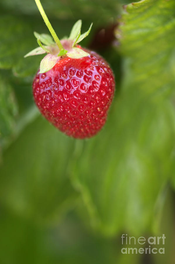 Chandler Strawberries #2 Photograph by Inga Spence
