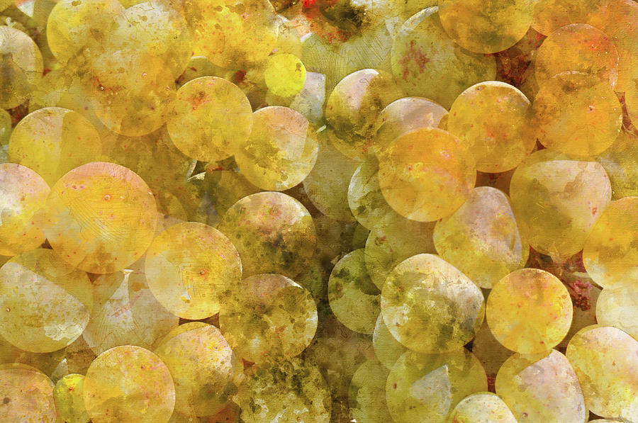 Chardonnay Grapes Close Up #2 Photograph by Brandon Bourdages