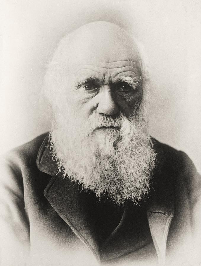Black And White Drawing - Charles Darwin 1809 1882 English #2 by Vintage Design Pics