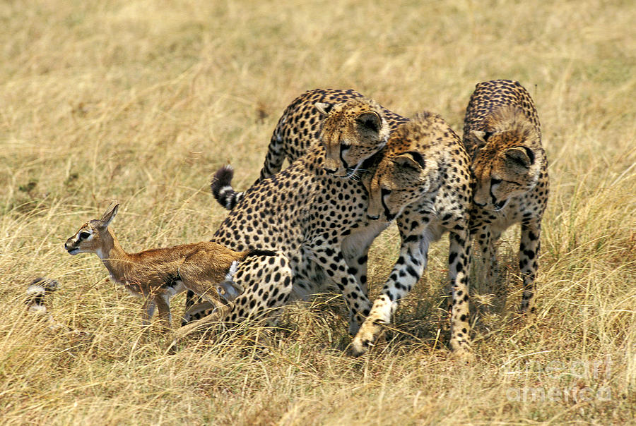 Cheetah Acinonyx Jubatus #2 Photograph by Gerard Lacz