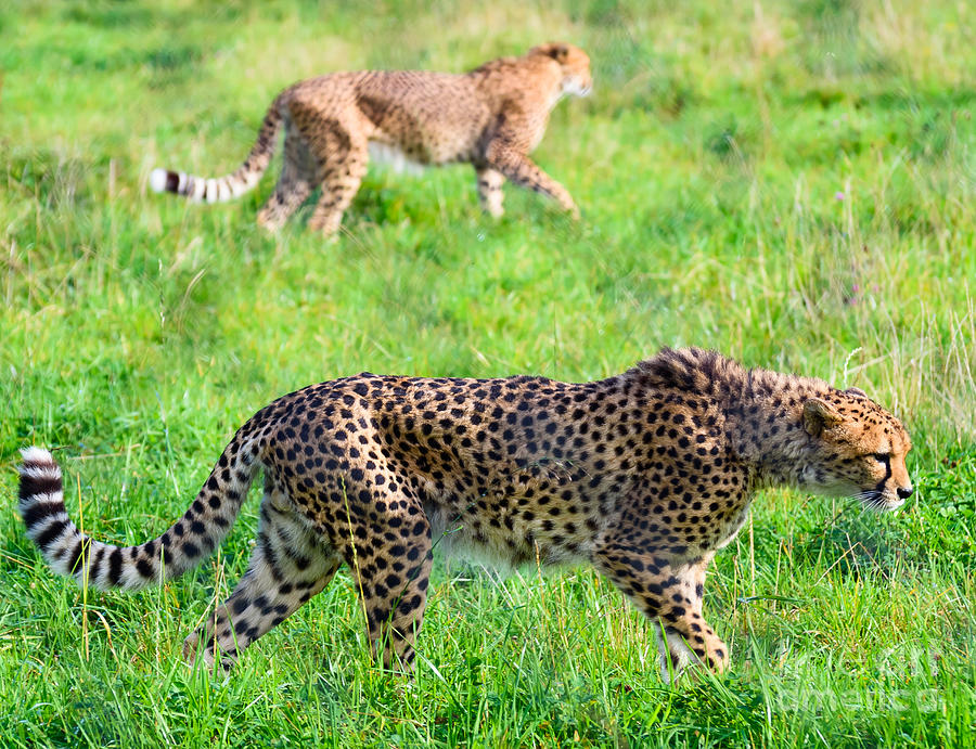 Cheetah #2 Photograph by Colin Rayner