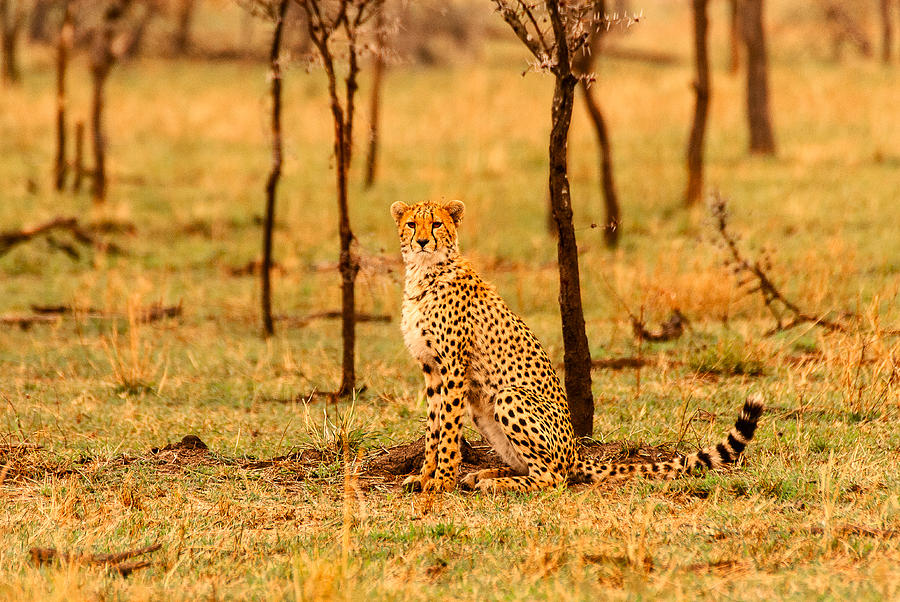 Cheetah #2 Photograph by Patrick Kain