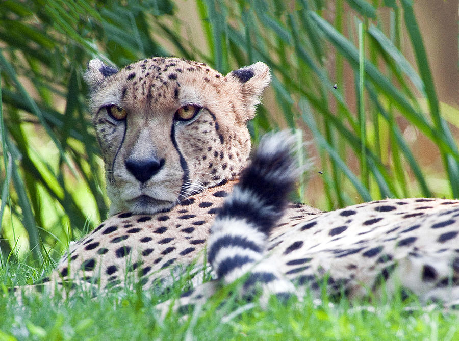 Cheetah portrait #2 Photograph by William Bitman