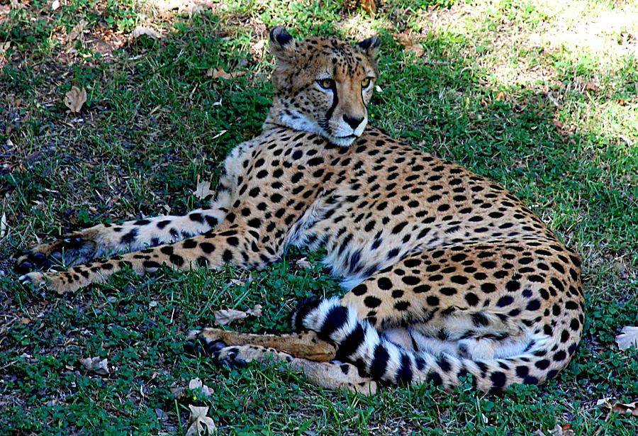 Cheetah Relaxes #3 Photograph by Kenny Glover