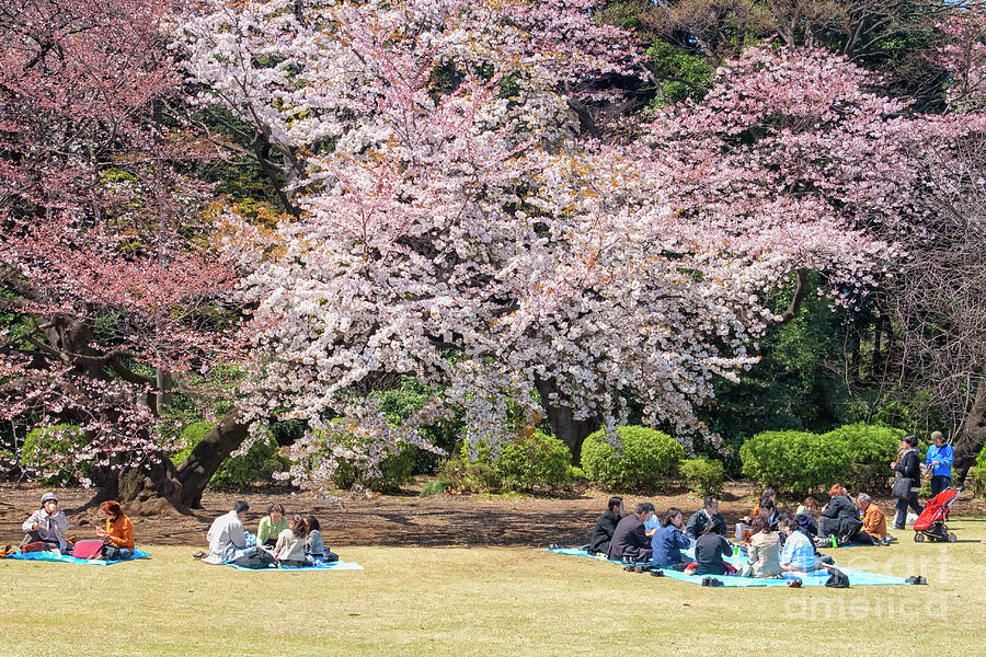 People In Park At Cherry Blossom Festival Photograph
