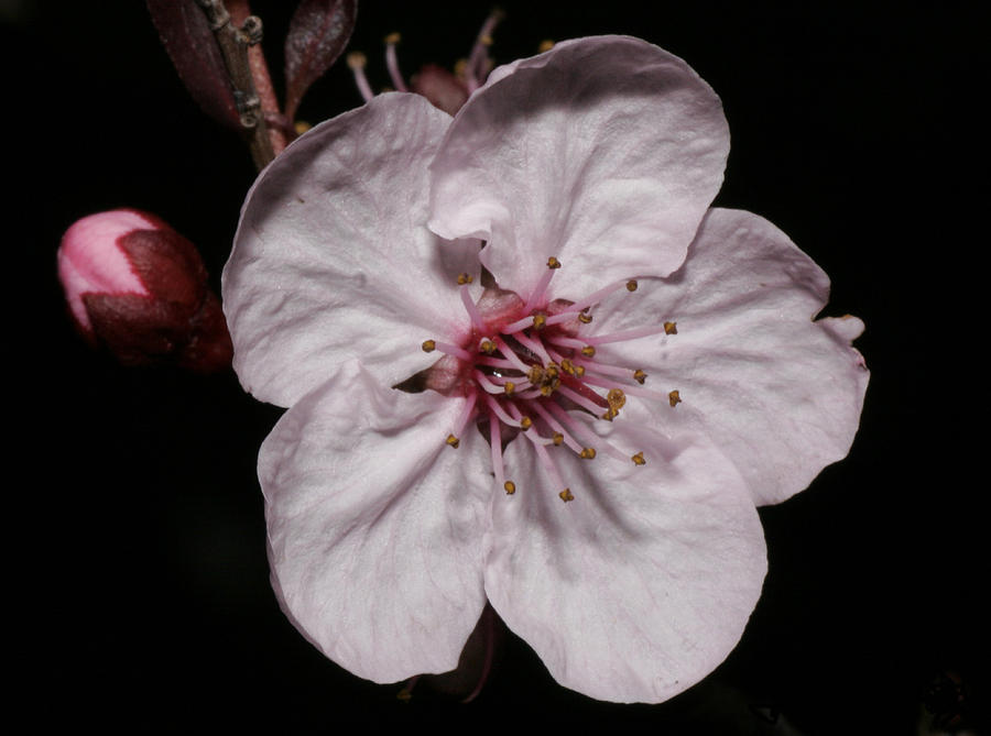 Cherry Blossom #2 Photograph by Masami Iida