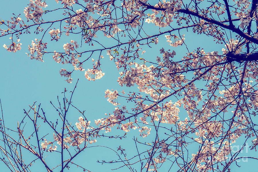 Cherry blossom Photograph by Patricia Hofmeester