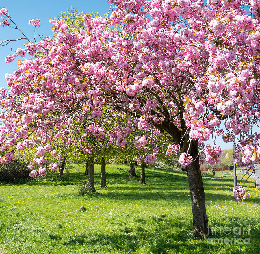 Cherry blossom tree Photograph by Colin Rayner