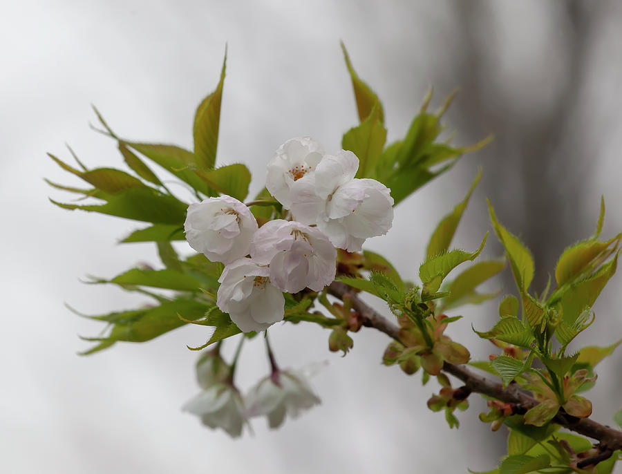 Cherry Blossoms and Raindrops #2 Photograph by Robert Ullmann
