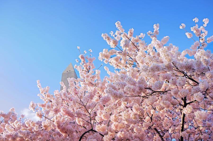 Cherry Blossoms #2 Photograph by Bill Dodsworth