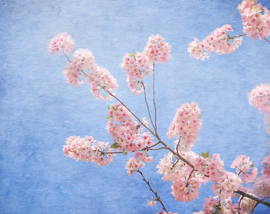 Cherry Blossoms #2 Photograph by Kim Hojnacki