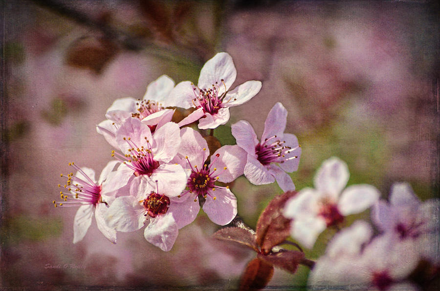 Cherry Blossoms #2 Photograph by Sandi OReilly