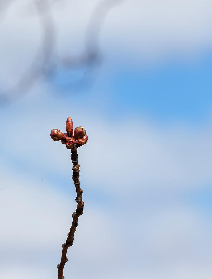 Cherry Buds #2 Photograph by Robert Ullmann