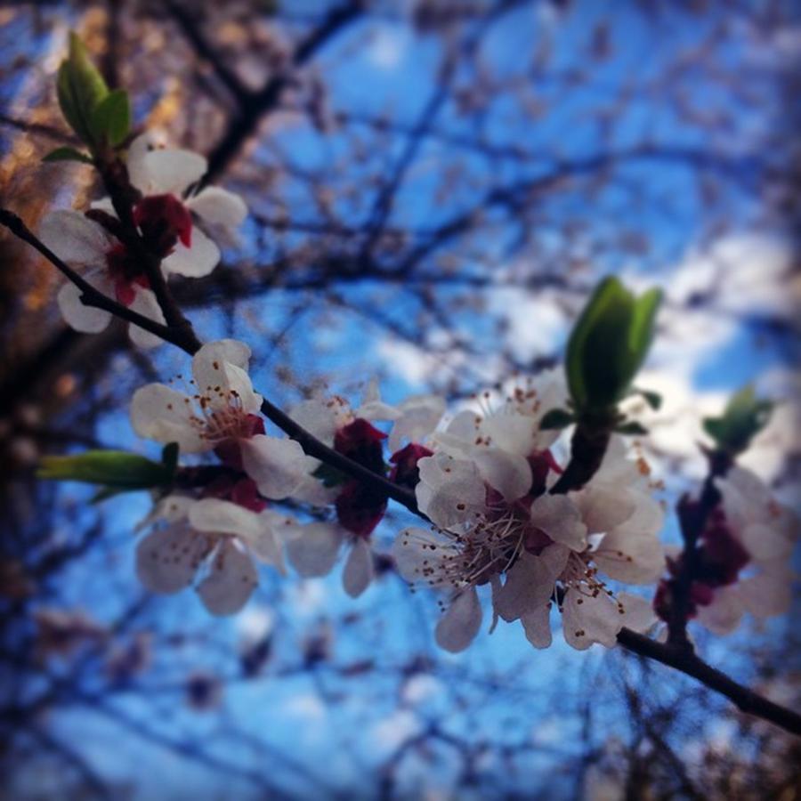 Flower Photograph - #cherryblossom #blooms #flowers #2 by Anastasiia Iatsyna
