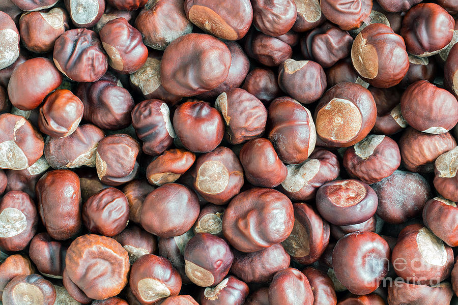Fall Photograph - Chestnuts #2 by Michal Boubin