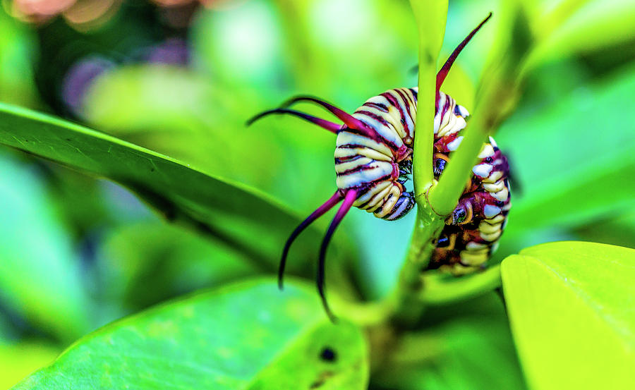 Chiang Mai - Chai Lai Orchid - Macro Caterpillar #2 Photograph by Ryan Kelehar