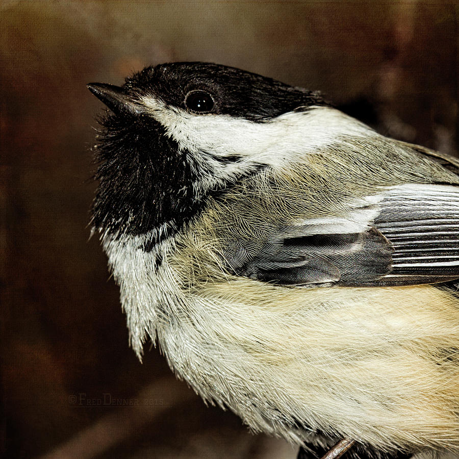 Chickadee #2 Photograph by Fred Denner
