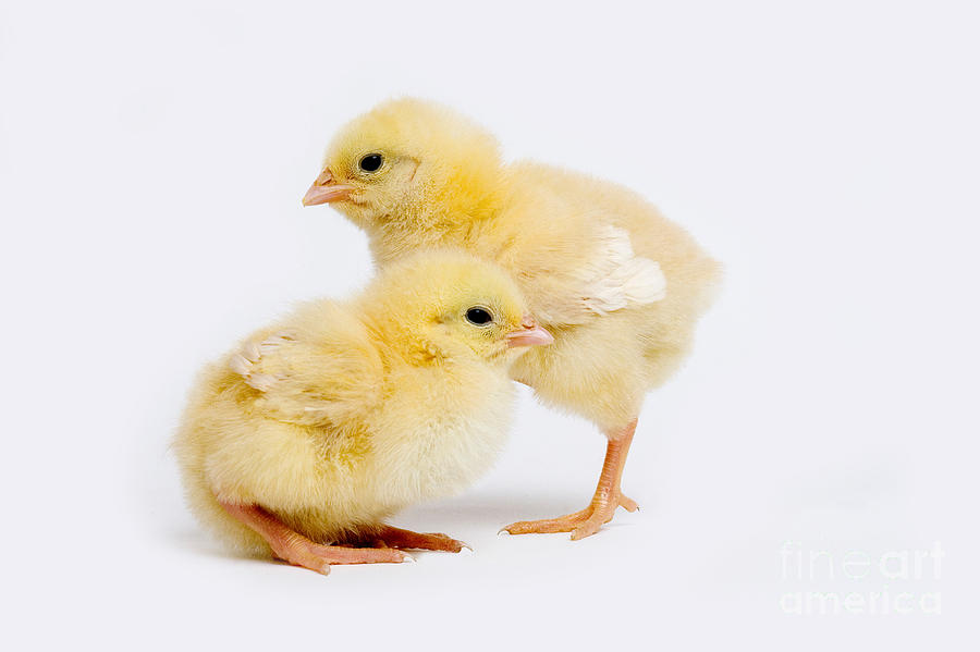 Chicks #2 Photograph by Gerard Lacz