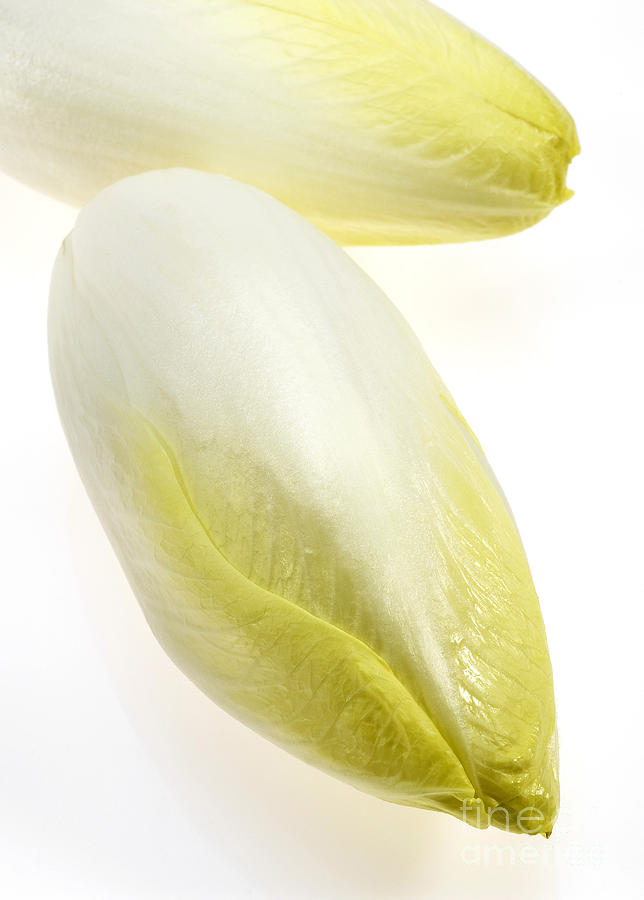 Chicory #2 Photograph by Gerard Lacz