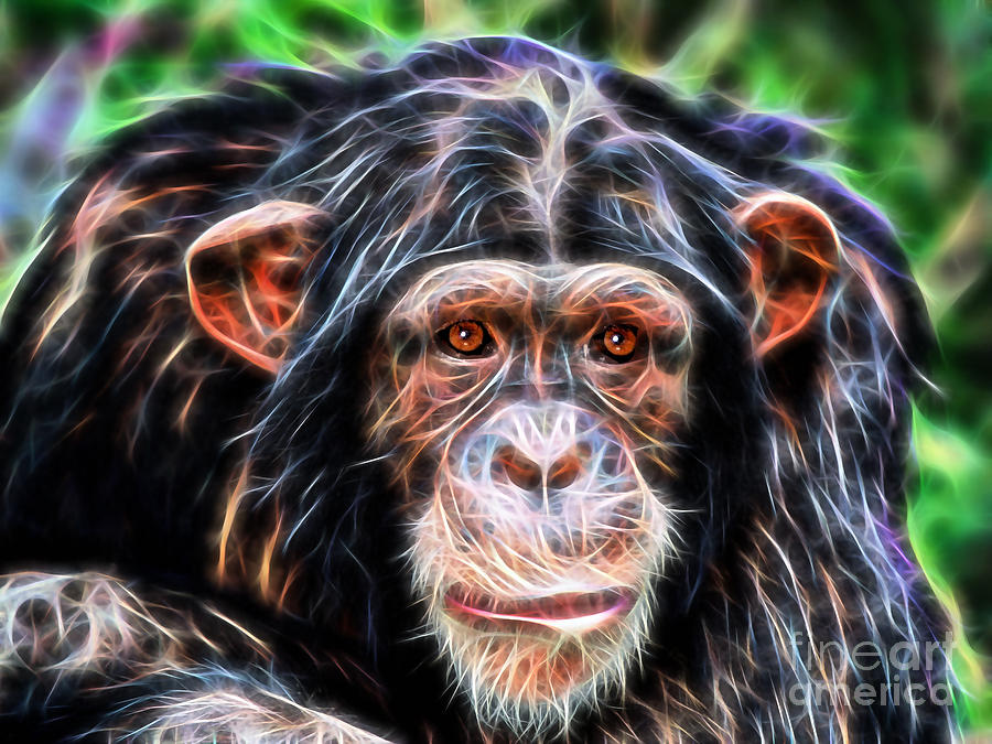 Chimpanzee Mixed Media - Chimpanzee Collection #2 by Marvin Blaine