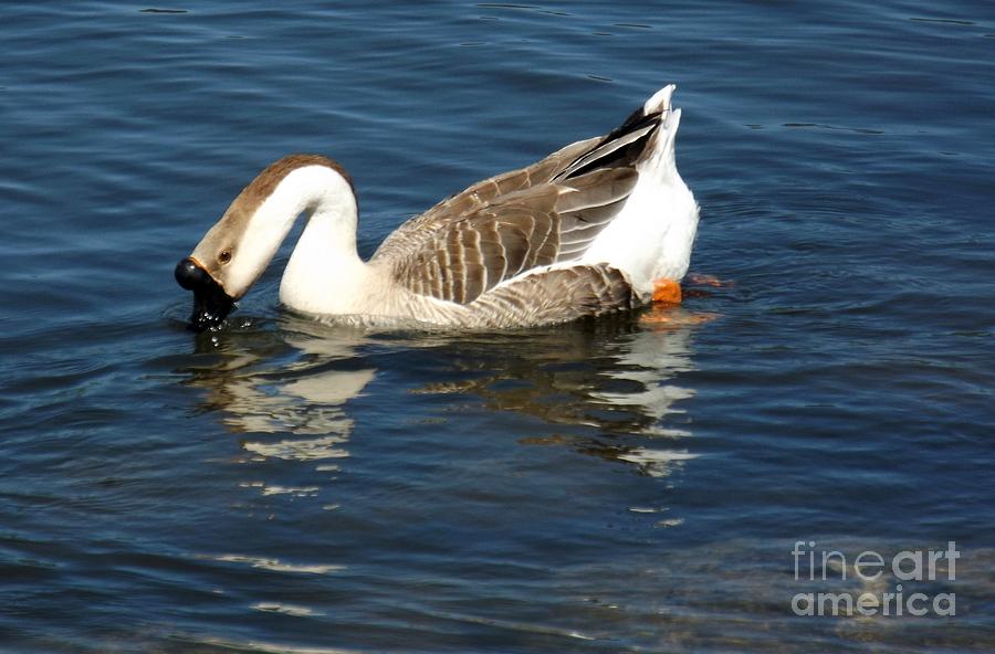 Chinese Swan Goose Photograph by Sara Raber - Fine Art America