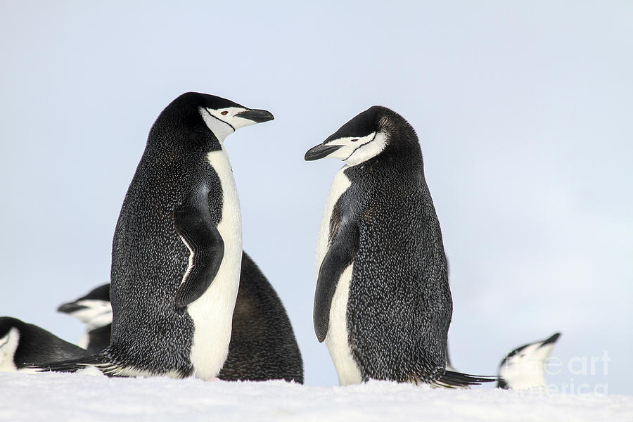 Chinstrap penguins Pygoscelis antarctica #2 Photograph by Lilach Weiss