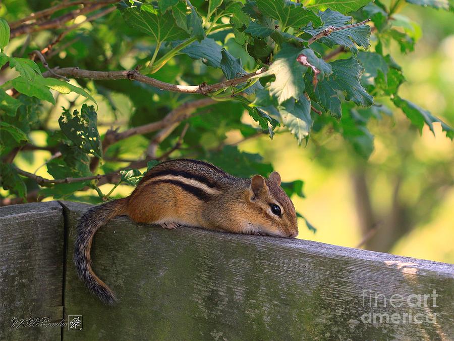 Chipmunk Chillin on the Railin #5 Photograph by J McCombie
