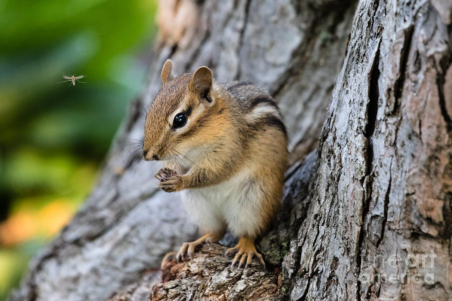 Chipmunk Cutie #2 Photograph by Dawna Moore Photography