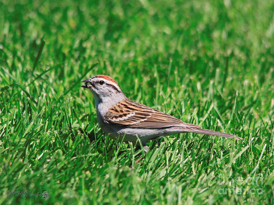 Chipping Sparrow #4 Photograph by J McCombie