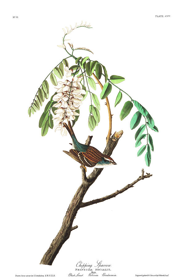 John James Audubon Painting - Chipping Sparrow #2 by John James Audubon