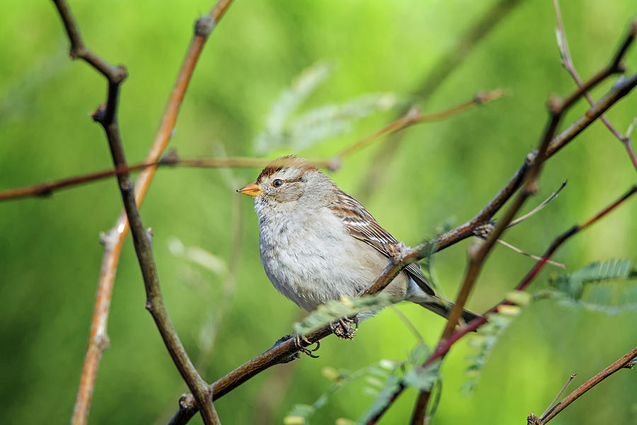 Song Sparrow Photograph by Tam Ryan