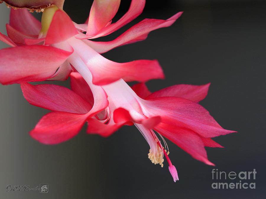 Flower Photograph - Christmas Cactus named Coral Red #2 by J McCombie