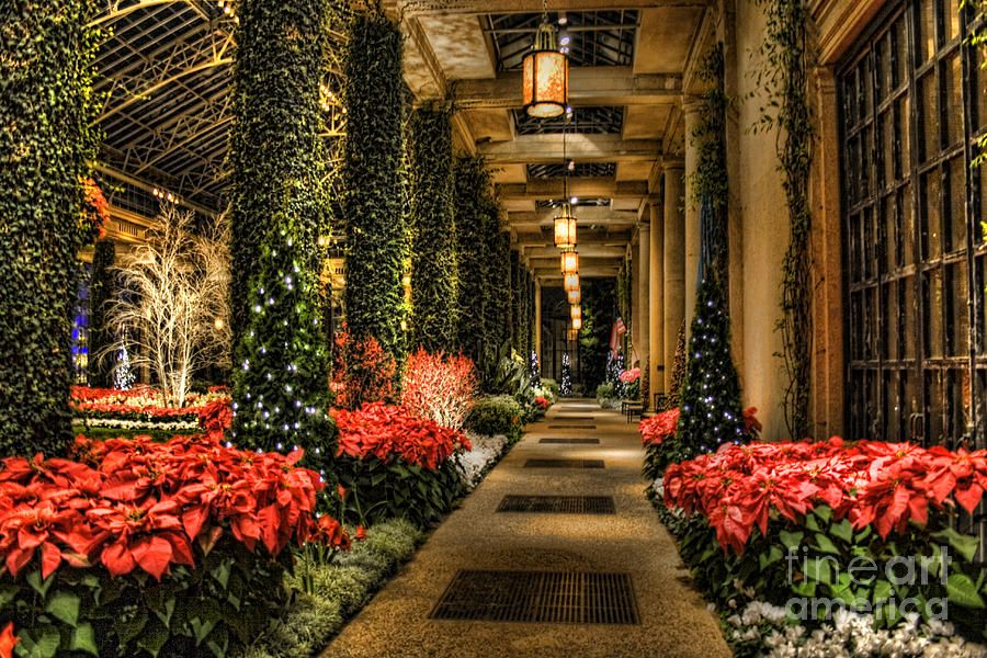Christmas Photograph - Christmas in The Conservatory #1 by Keith Tademy