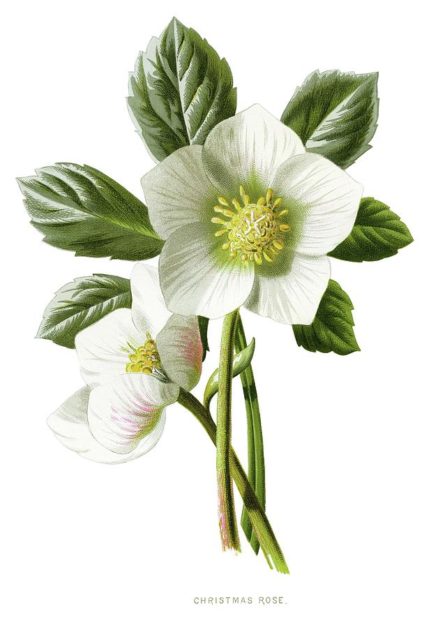 Christmas Rose Floral Illustration #2 Painting by MotionAge Designs