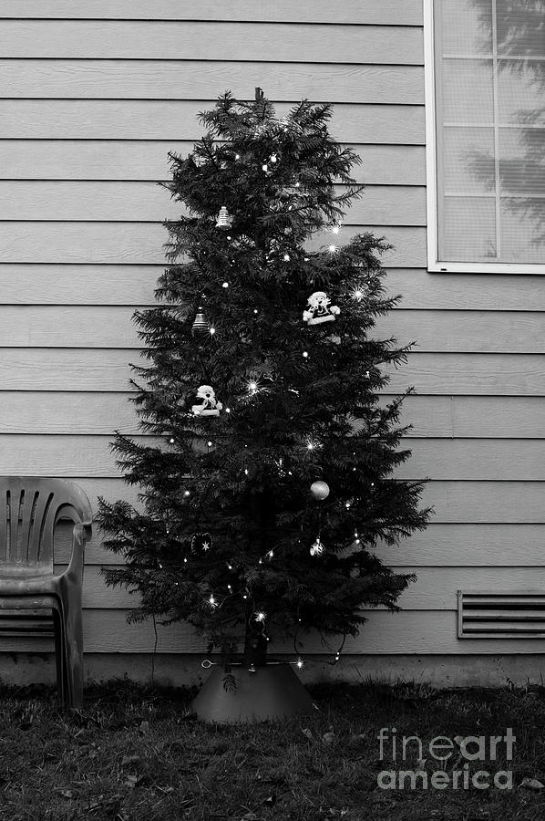Christmas Tree  #2 Photograph by Jim Corwin