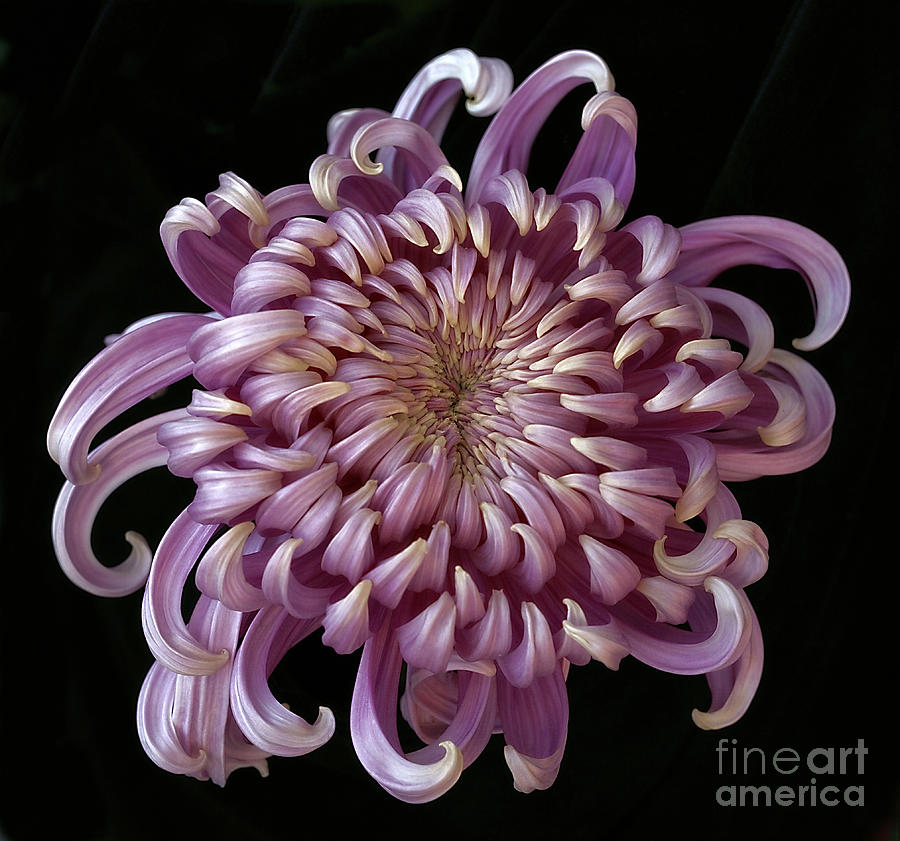 Chrysanthemum Jefferson Park Photograph by Ann Jacobson