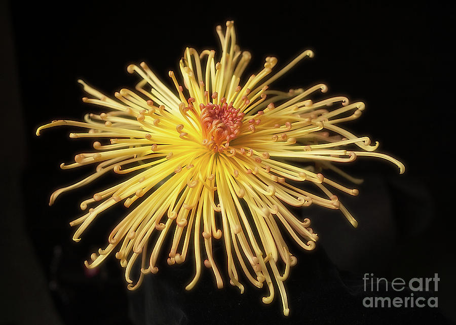 Chrysanthemum Lava #2 Photograph by Ann Jacobson