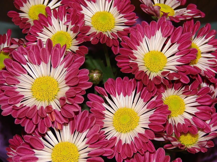 Daisy Digital Art - Chrysanthemum #2 by Maye Loeser