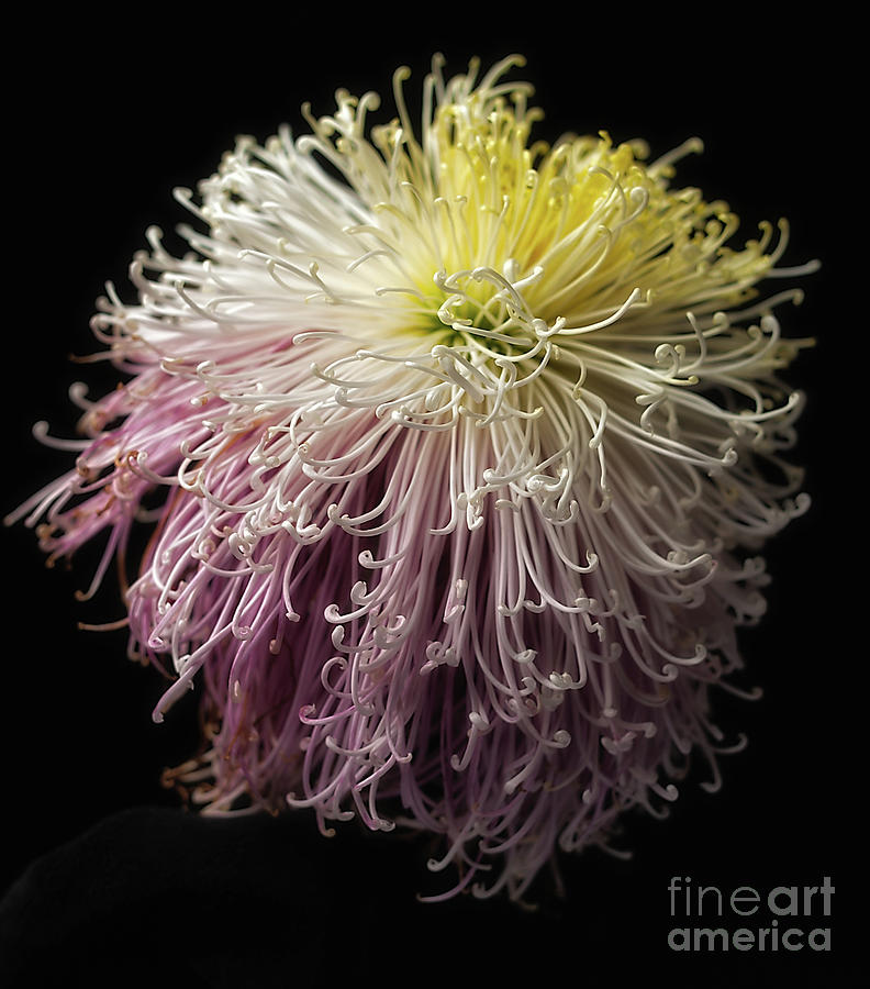 Chrysanthemum Mystic #2 Photograph by Ann Jacobson