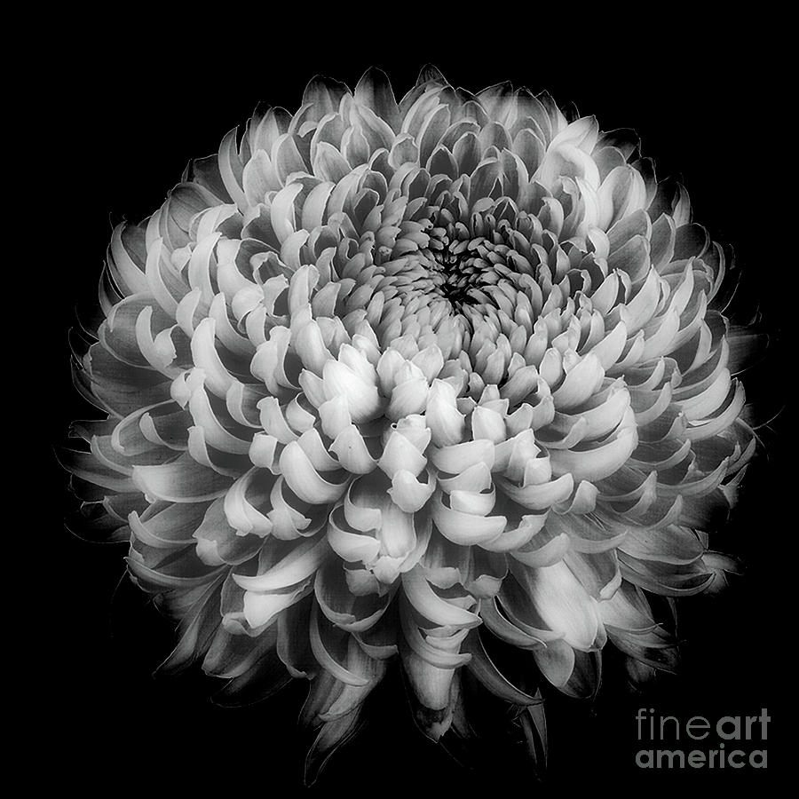 Chrysanthemum Otome Pink #2 Photograph by Ann Jacobson