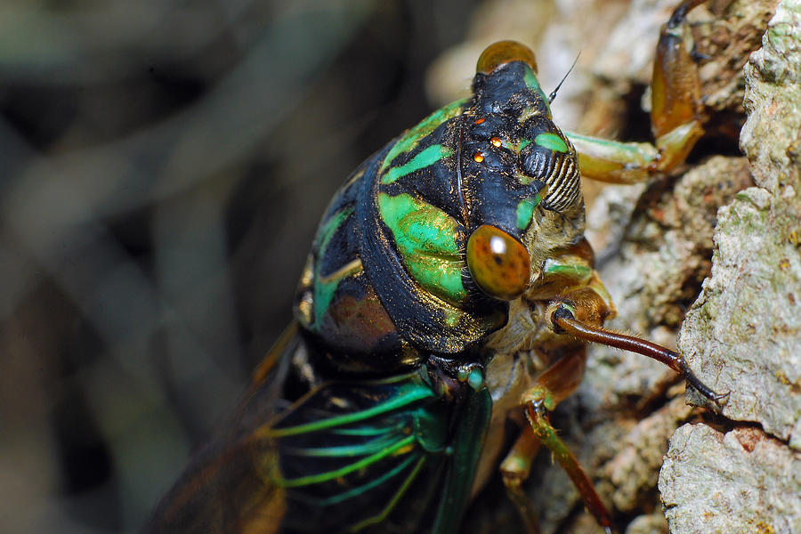Cicada #2 Photograph by Larah McElroy