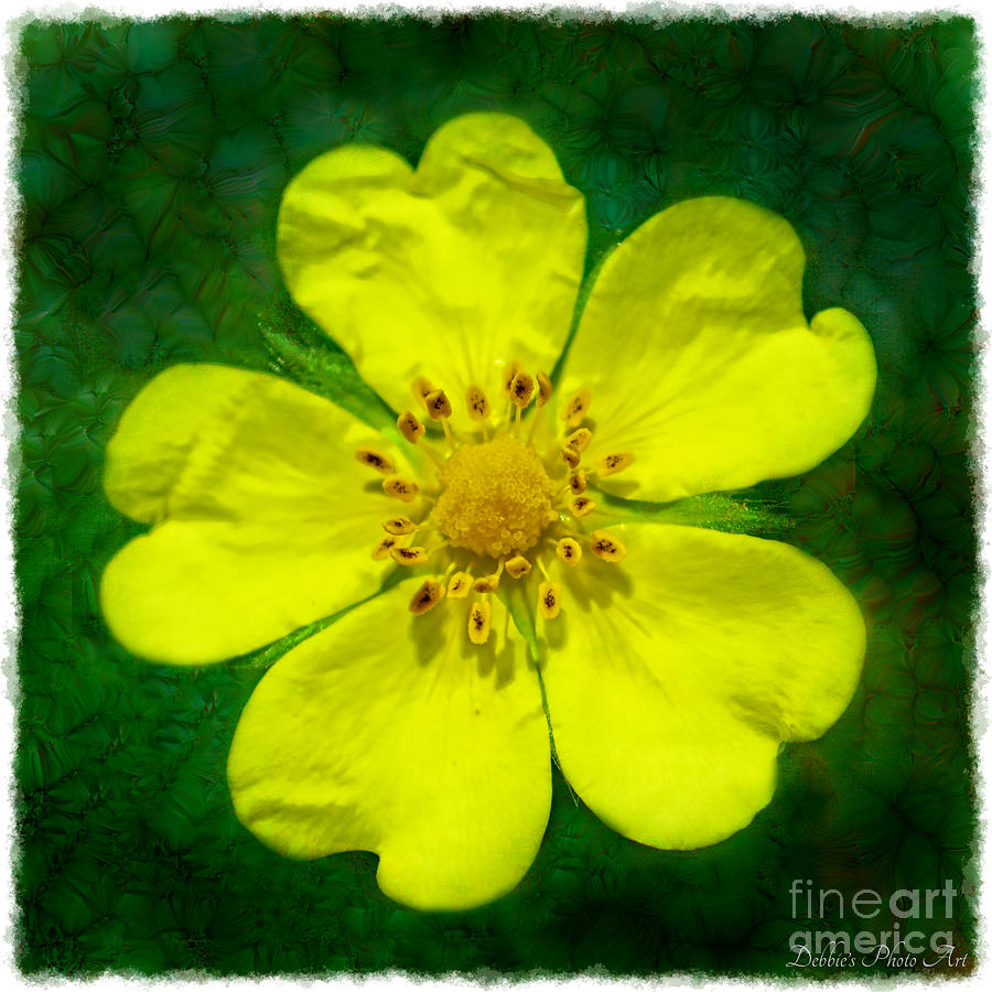 Cinquefoil Wildflower #2 Photograph by Debbie Portwood