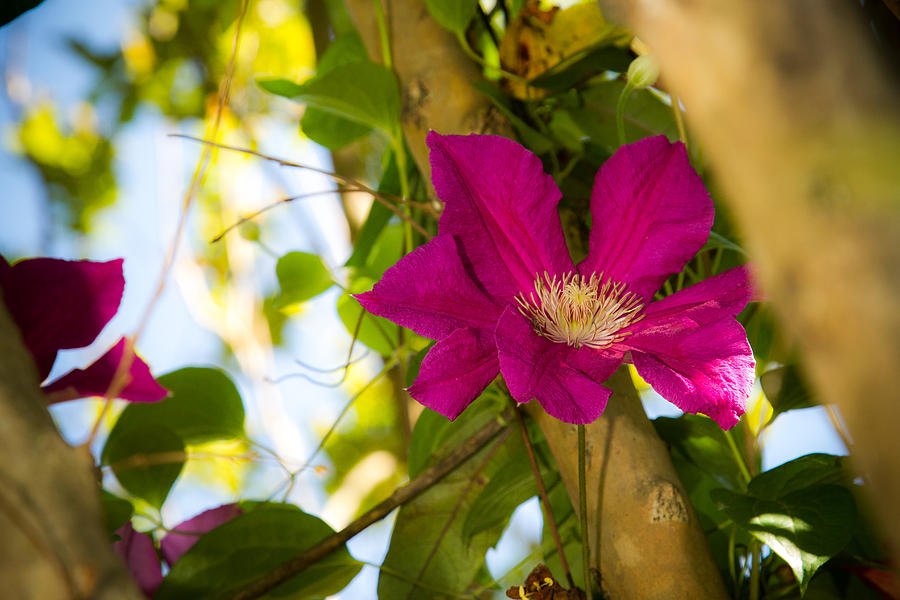 Clematis in Bloom #2 Photograph by Barry Jones