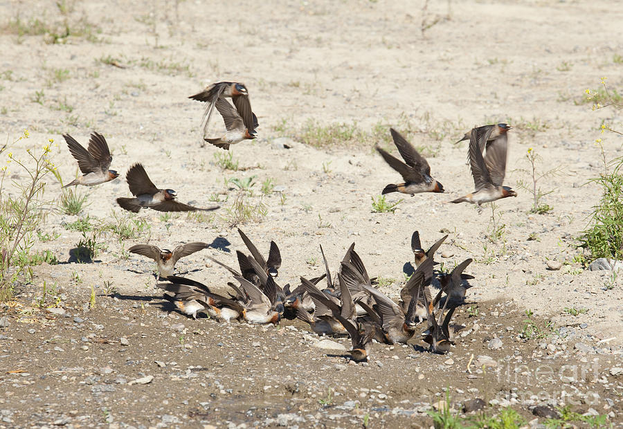 Cliff Swallows Gather Mud #2 Photograph by Marie Read