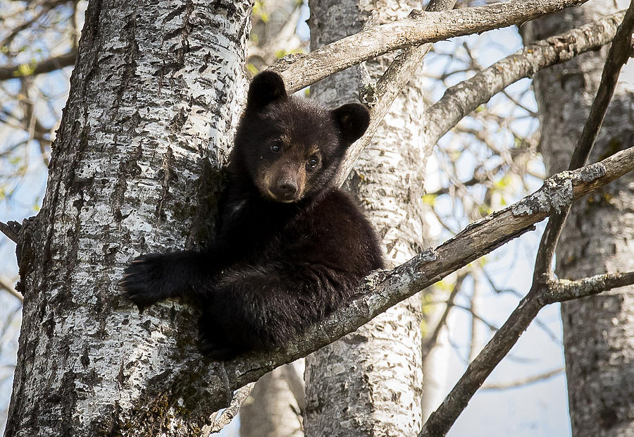 Climbing Bear #2 Photograph by Mary Jo Cox