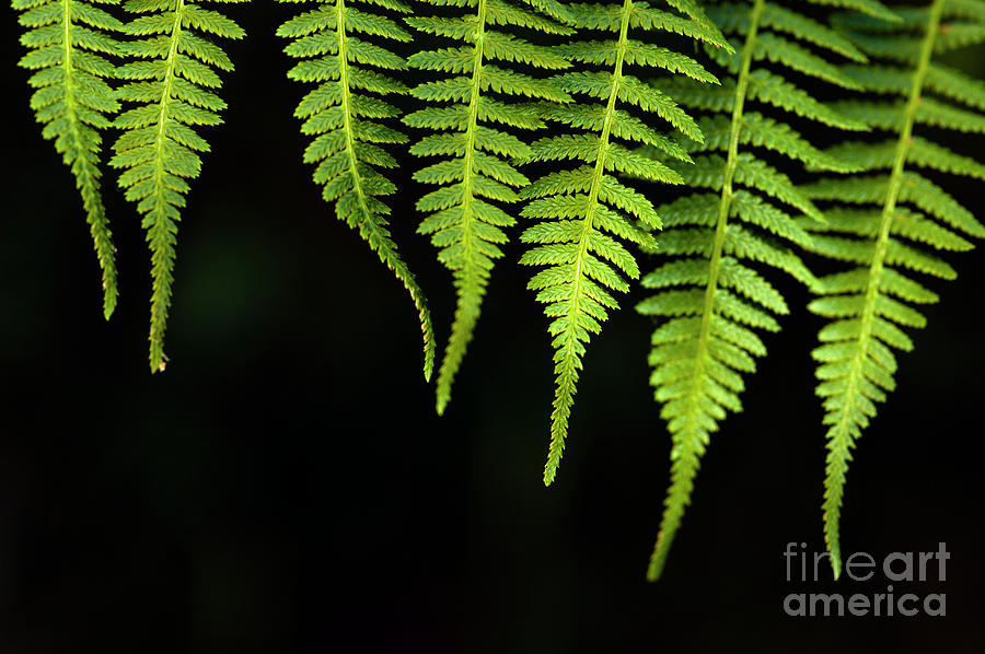 Close-up of Ferns  #2 Photograph by Jim Corwin