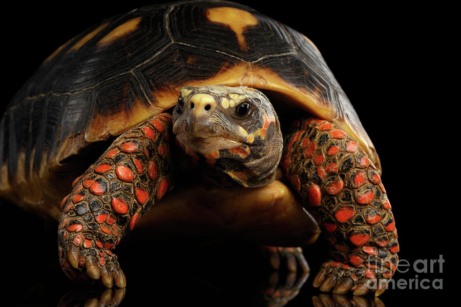 Close-up of Red-footed tortoises, Chelonoidis carbonaria, Isolated black background #3 Photograph by Sergey Taran