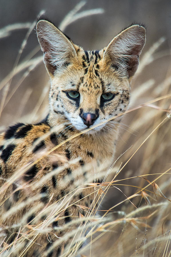Close-up Of Serval Leptailurus Serval #2 Photograph by Panoramic Images