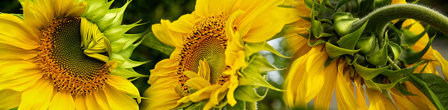 Nature Photograph - Close-up Of Sunflowers #2 by Panoramic Images